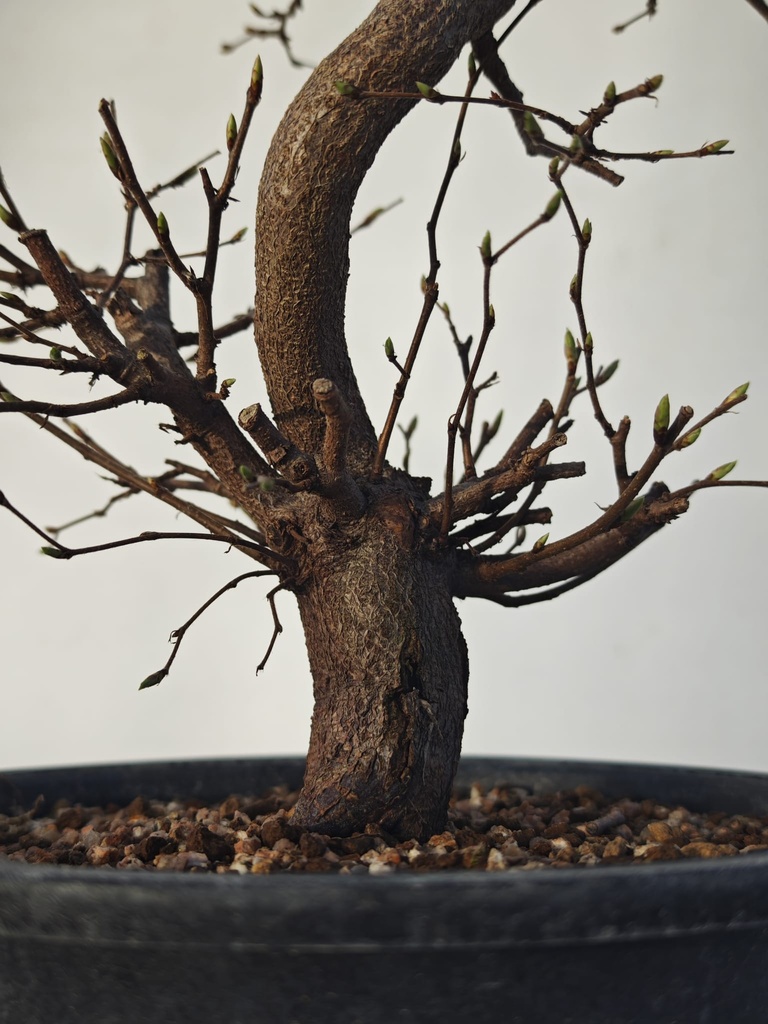 *Ca 1. Carpinus coreana 120 euros con envio gratis peninsula.