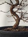*Ca 5. Carpinus coreana 120 euros con envio gratis peninsula.