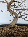 *Ca 5. Carpinus coreana 170 euros con envio gratis peninsula.