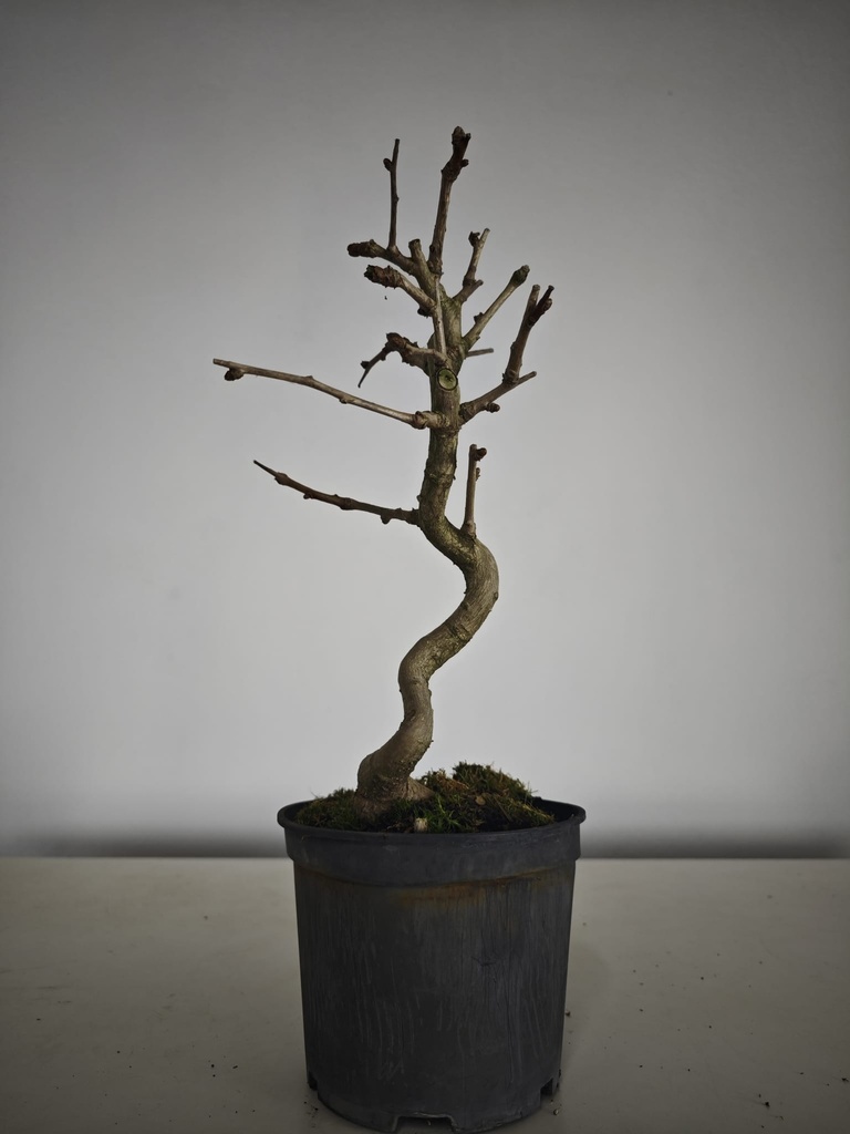 *Carpinus coreana 70 euros con envio gratis peninsula.
