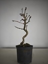 *Carpinus coreana 70 euros con envio gratis peninsula.