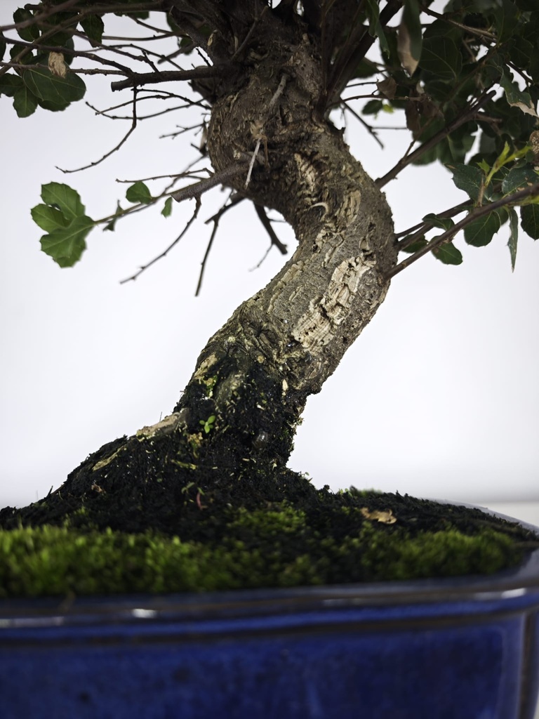 *Q 24. Quercur suber 90 euros con envio gratis peninsula.