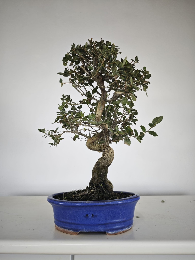 *Q 26. Quercur suber 90 euros con envio gratis peninsula.