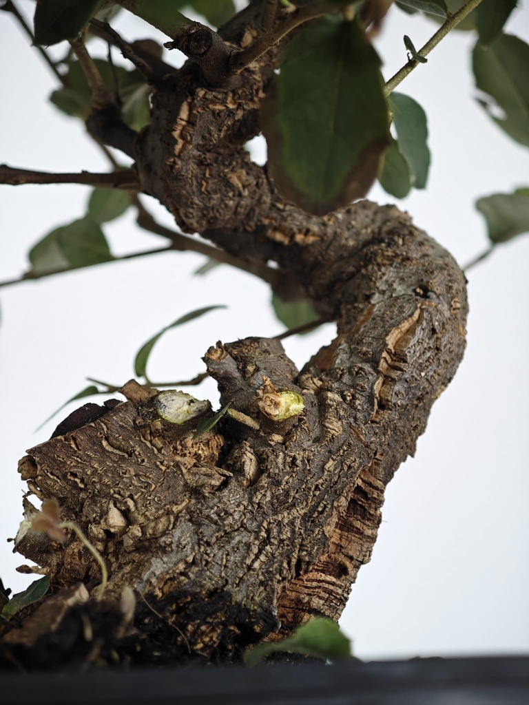 *Q 36. Quercur suber 90 euros con envio gratis peninsula.