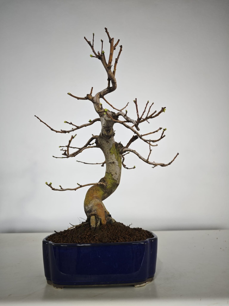 *Ch 1. Chaenomeles 250 euros con envio gratis peninsula.