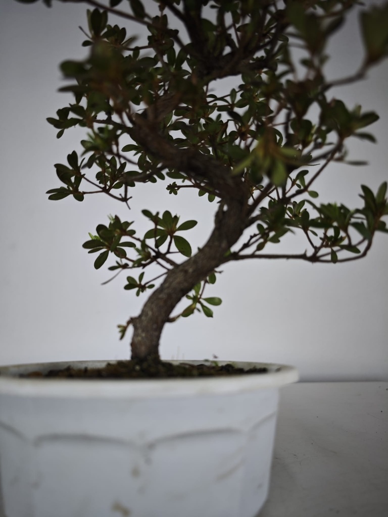 * A 6. Rhododendron 90 euros con envio gratis peninsula.