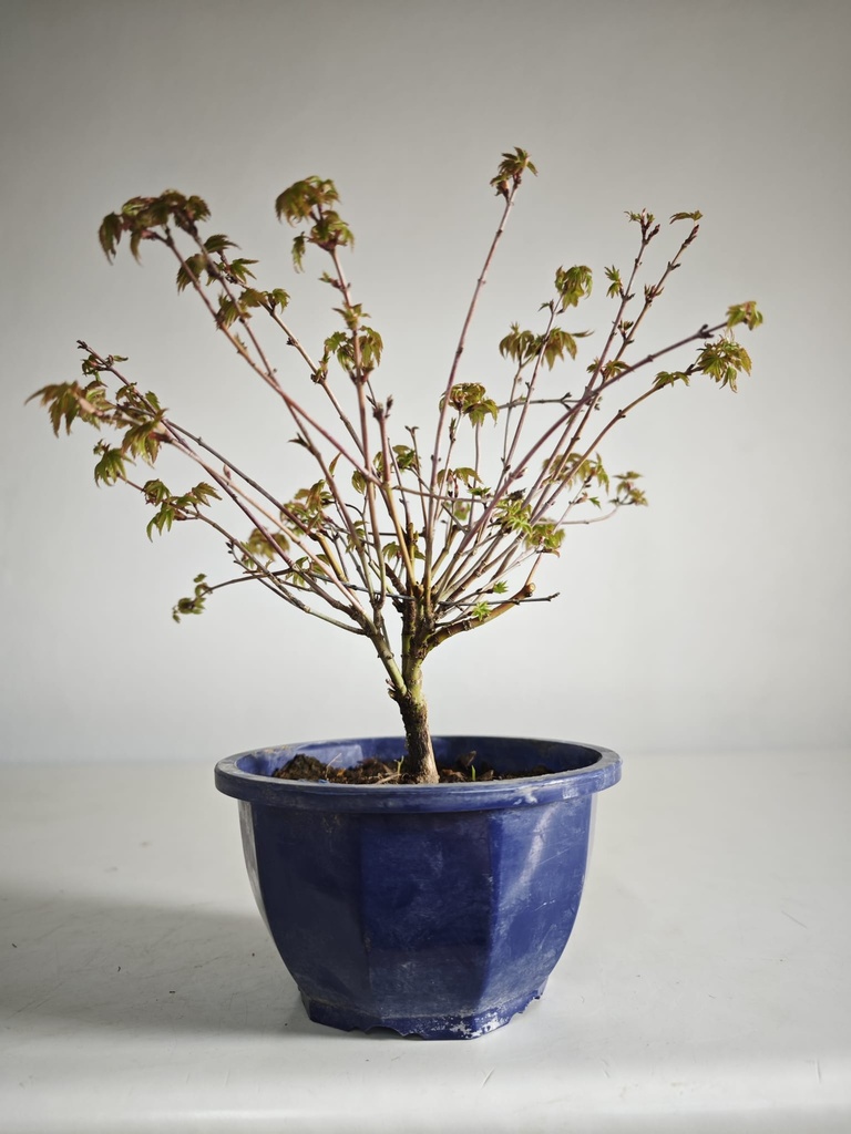 *A8. Acer palmatum klyohlme 90 euros con envio gratis peninsula.