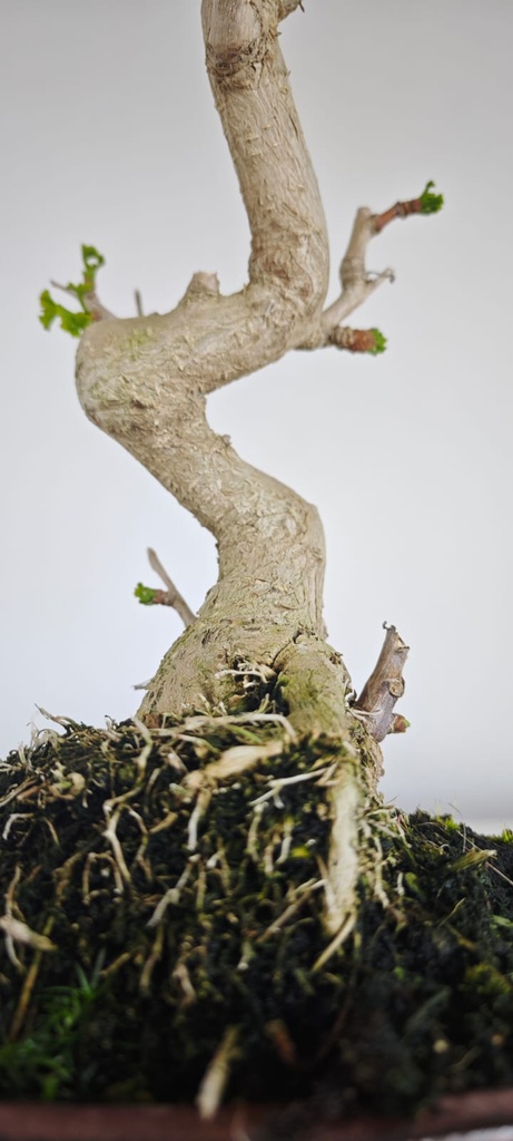 *GI 5. Ginkgo biloba 120 euros con envio gratis peninsula.