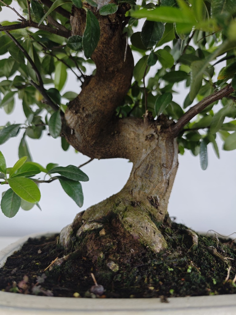 *PY 11. Pyracantha 250 euros con envio gratis peninsula.