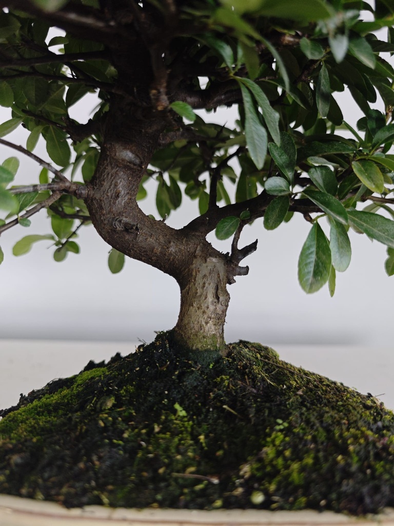 *PY 17. Pyracantha 100 euros con envio gratis peninsula.