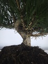 * P 20 Pinus thunbergii, 70 euros con envio gratis peninsula.