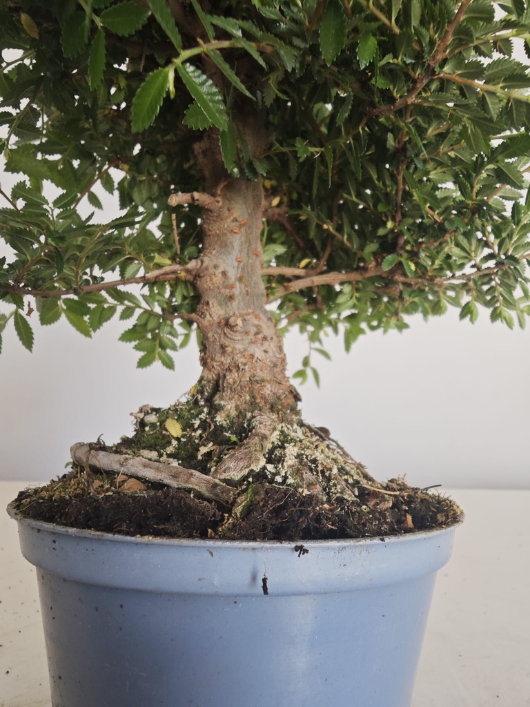 *Ul.1 Olmo nire, 100 euros con envio gratis peninsula.