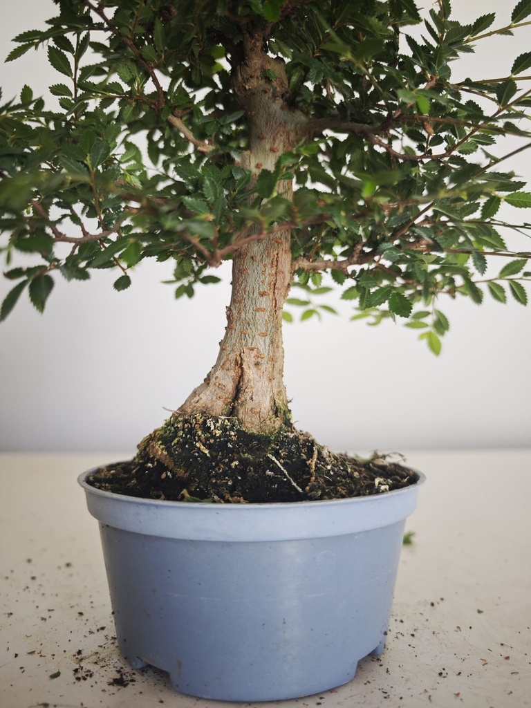 *Ul. 6 Olmo nire, 100 euros con envio gratis peninsula.