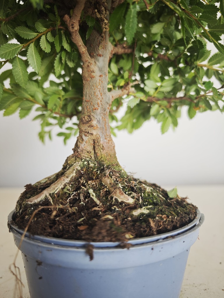 *Ul. 7 Olmo nire, 100 euros con envio gratis peninsula.