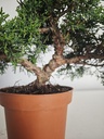 *J 14 Juniperus Chinensis Kishu, 55 euros con envio gratis peninsula.