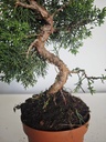 *J 16 Juniperus Chinensis Kishu, 55 euros con envio gratis peninsula.