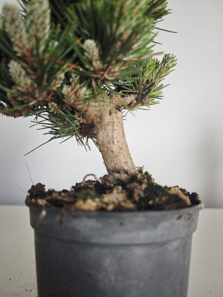 *P 27 Pinus thubergii seniyumaru 100 euros con envio gratis peninsula.