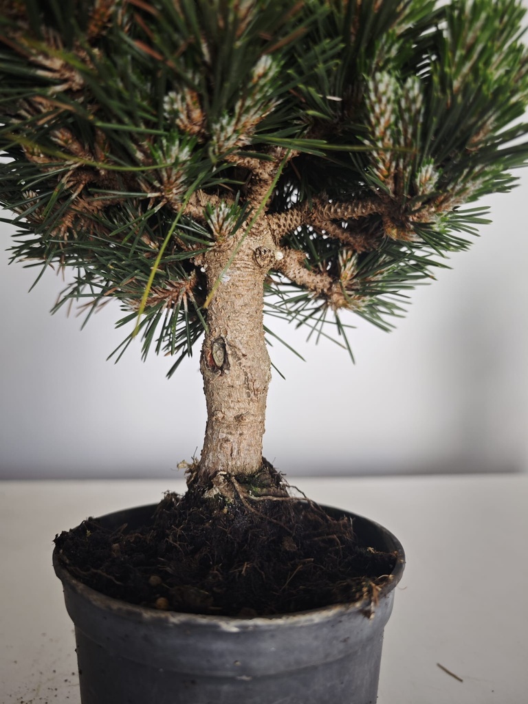 *P 28 Pinus thubergii seniyumaru 100 euros con envio gratis peninsula.