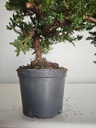 *J 21 Juniperus chinensis kyushu med 80 euros con envio gratis peninsula.