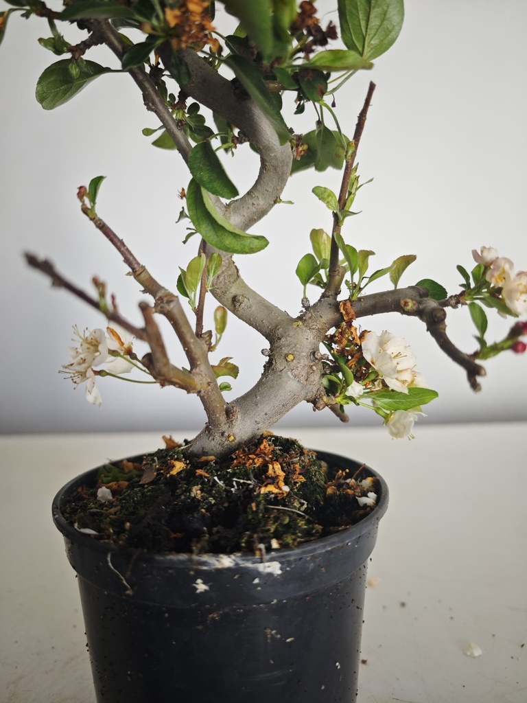 *M 20 Malus sargentii 55 euros con envio gratis peninsula.
