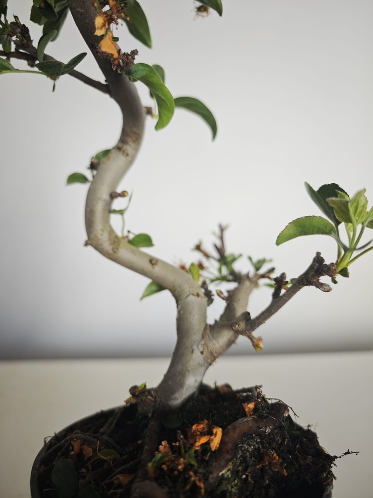 *M 22 Malus sargentii 55 euros con envio gratis peninsula.