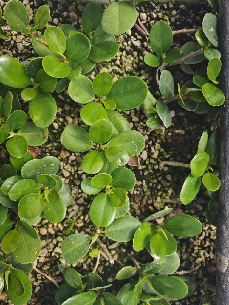 P 1. Plantones Ficus grassifolia (Ficus panda) 4 unidades 20 euros con envio gratis peninsula.