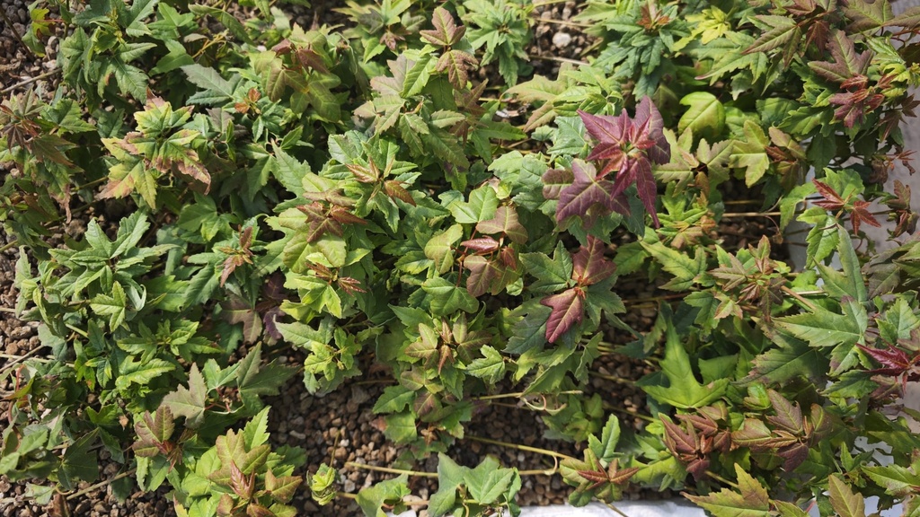 P 4. Plantones Acer buergerianum 4 unidades 24 euros con envio gratis peninsula.