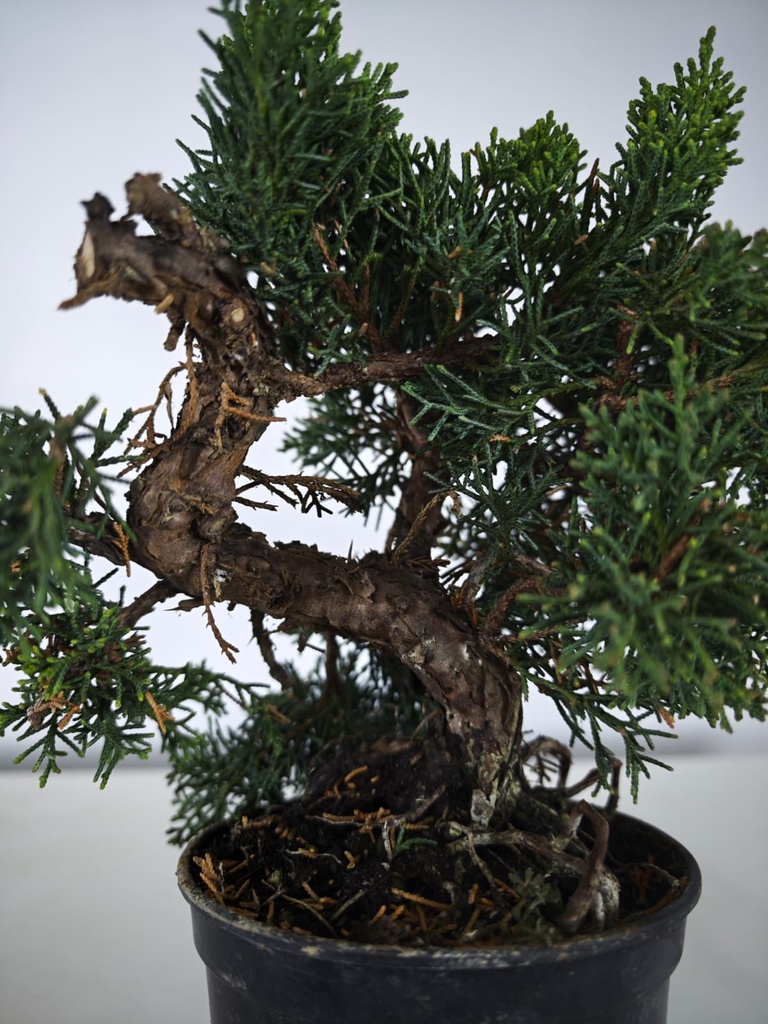 *N.º 2 Juniperus chinensis kyushu 45 euros Passport --153692- 0509  D-ES2543