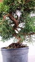 *N.º 1 Juniperus chinensis kyushu 60 euros Passport- 4153692-050925 D-ES3-