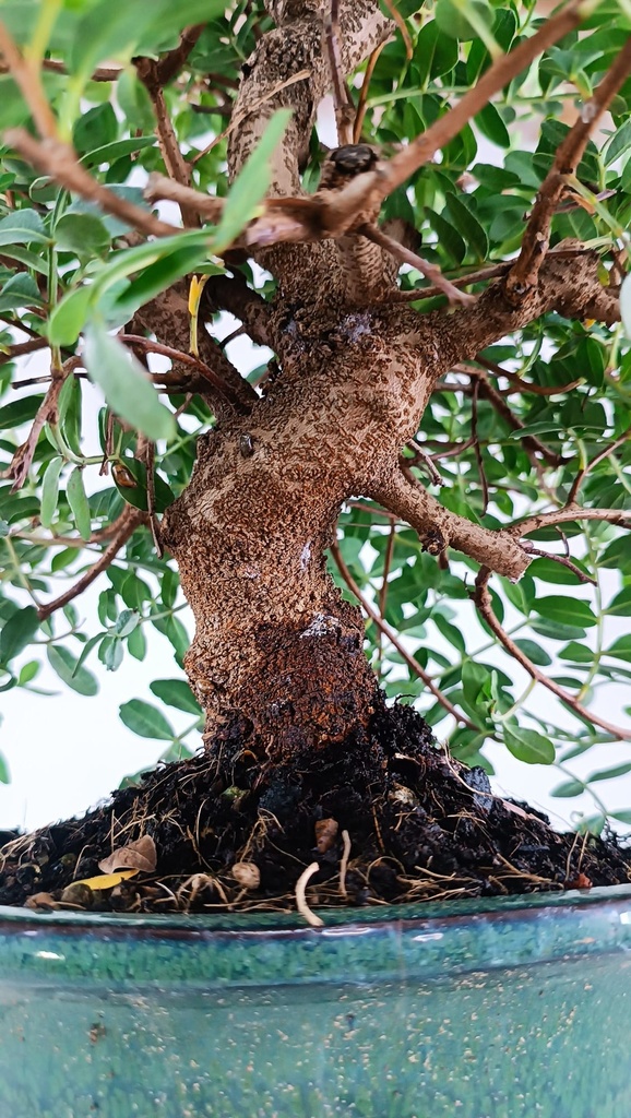 *N.º 2 Pistacia lentiscus 80 euros Passport-43-154488-050925 D-ES