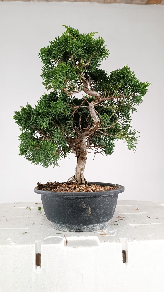 N.º 2 Juniperus chinensis kyushu 55 euros Passport -43-161512-200125  D-ES