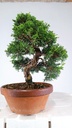 *Juniperus chinensis itoigawa 450 euros Passport -43-158636-200125  D-ES