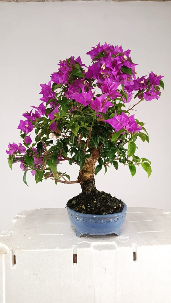 Bouganvillea glabra  220 euros Passport -43-162911-190525  D-ES