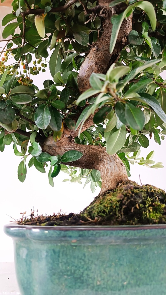 Pyracantha sp.  100 euros