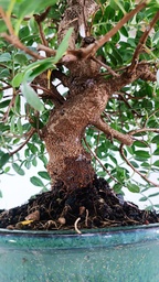 N.º 2 Pistacia lentiscus 80 euros Passport-43-154488-050925 D-ES