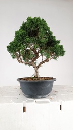 N.º 1 Juniperus chinensis kyushu, 55 euros