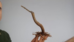 G 10 Granado nejikan 150 euros con envio incluido peninsula y Portugal. Passport 25/00006