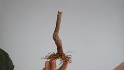 G 11. Granado nejikan 150 euros con envio incluido peninsula y Portugal. Passport 25/00006