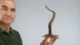 G 8. Granado nejikan 120 euros con envio peninsula y Portugal. Passport 25/00006