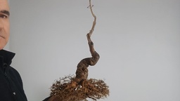 C 1. Callicarpa japonioca, 270 euros con envio peninsula y Portugal