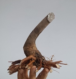 T 3. Tamarix/ 120€