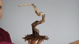 L1. Lantana 200 euros con envio gratis peninsula y Portugal