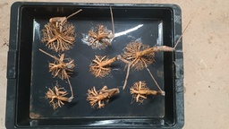 La 1. Lagestroemia indica, 45 euros con envio gratis peninsula.