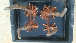 T 5. Tamarix, 95 euros con envio gratis peninsula.