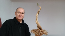 C 2.  Serissa phoetida, 280 euros con envio gratis peninsula.