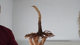 B 9. Acer buergerianum, 120 euros con envio gratis peninsula.