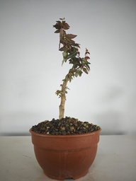 B 9. Acer buergerianum, 150 euros con envio gratis peninsula.