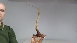 B 13. Acer buergerianum 120 euros con envio gratis peninsula.