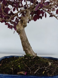 *L 23. Loropetalum 75 euros con evio gratis peninsula.