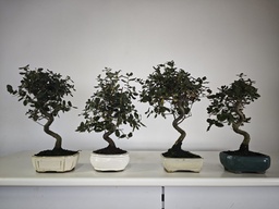 * Quercur suber 55 euros con envio gratis peninsula.